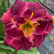Double Berry Medallion Daylily